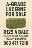 LUCERNE FOR SALE