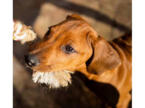 Adorable Pet Dog Toy