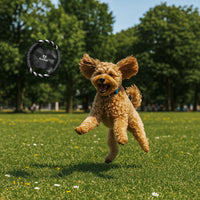 Zippy Dog Frisbee